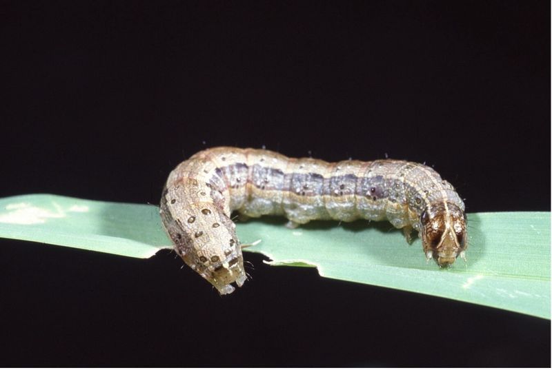 Fall Armyworms