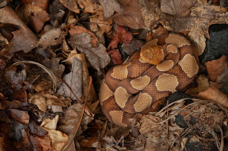 Northern Copperheads