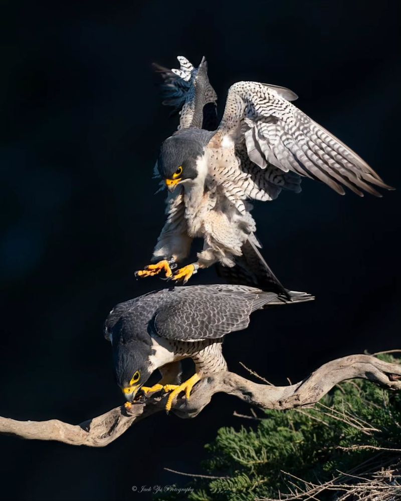 Peregrine Falcons