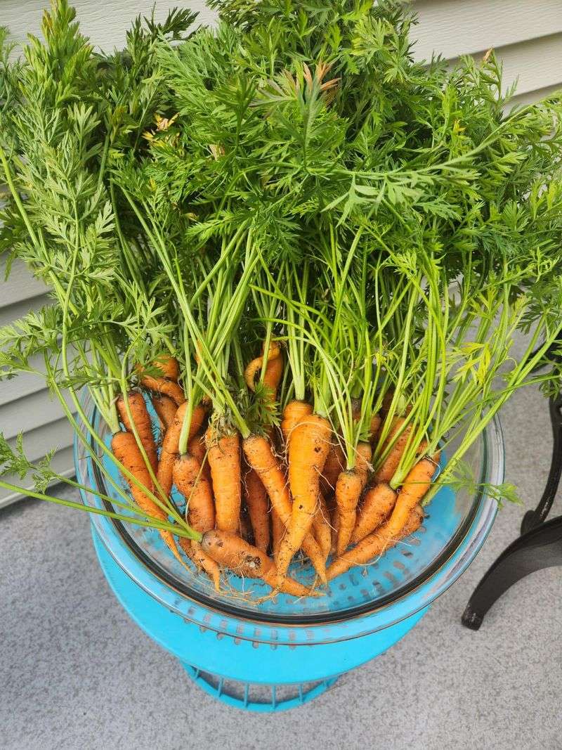 Carrots