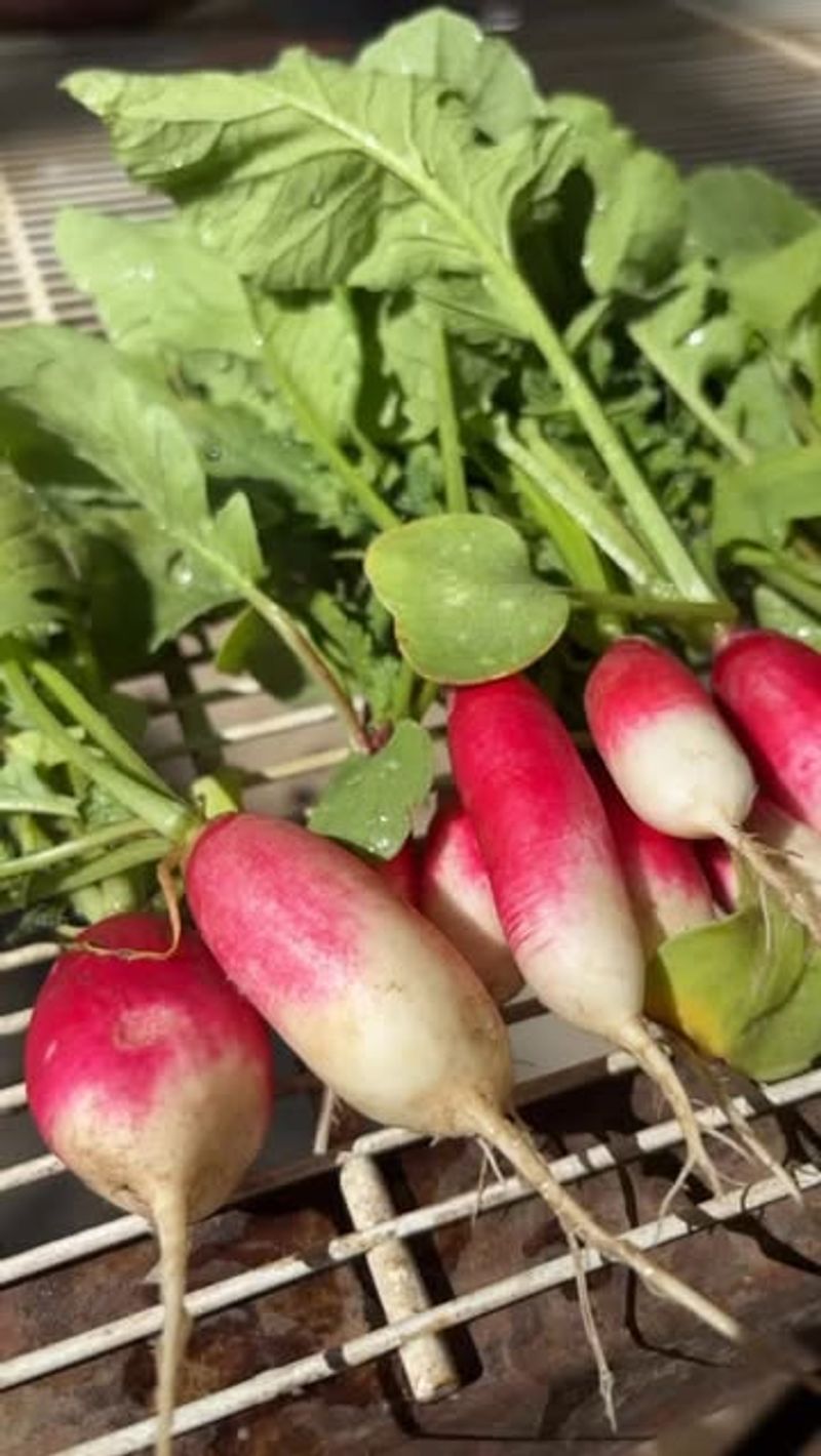 Radishes