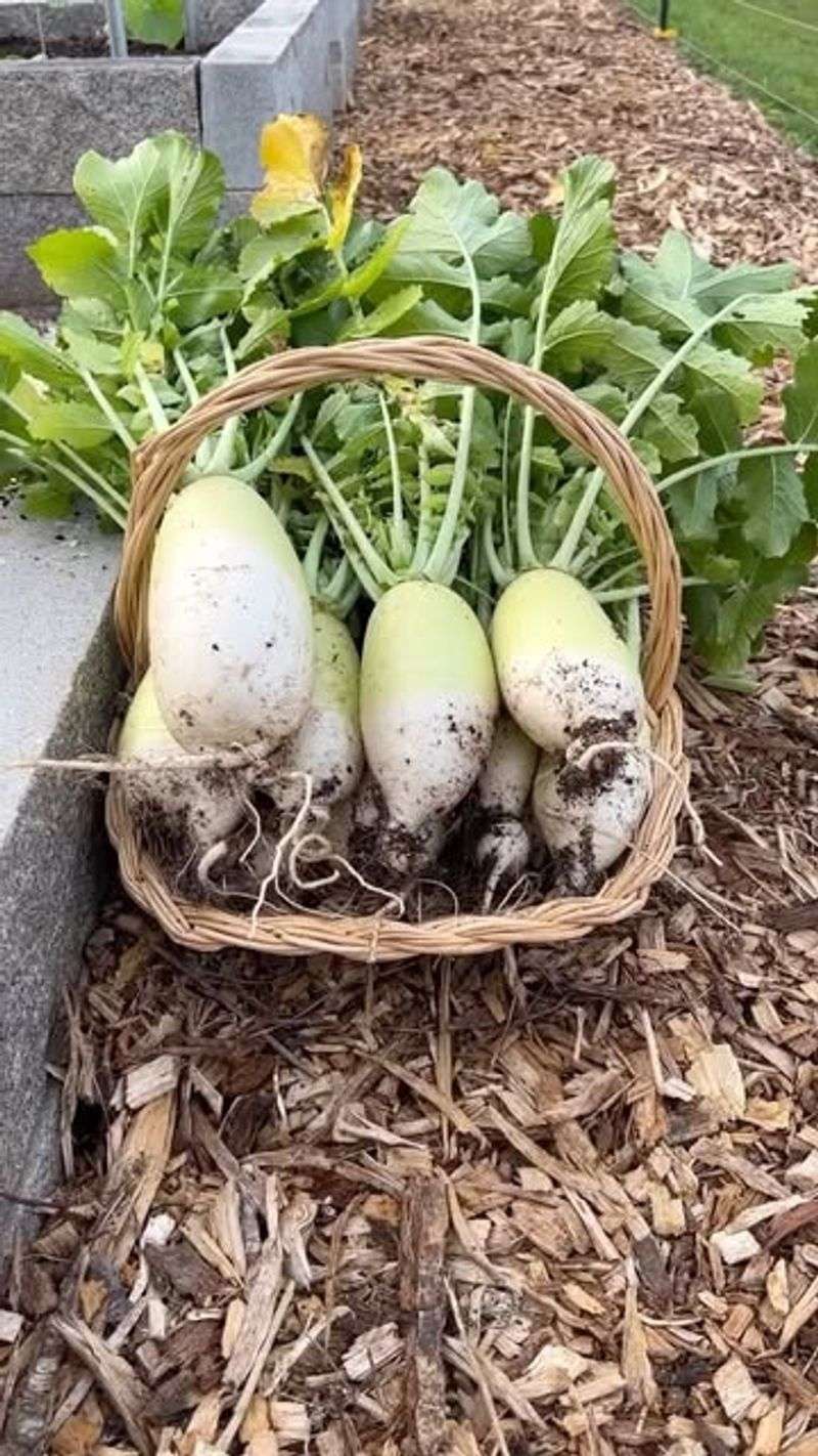 Daikon Radish