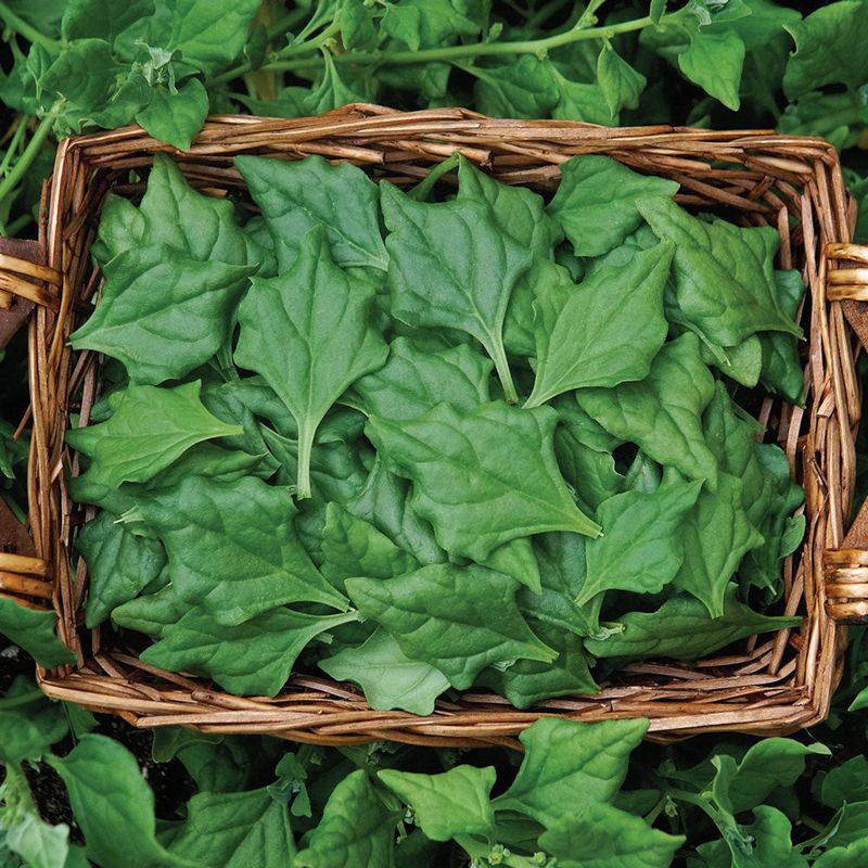 New Zealand Spinach