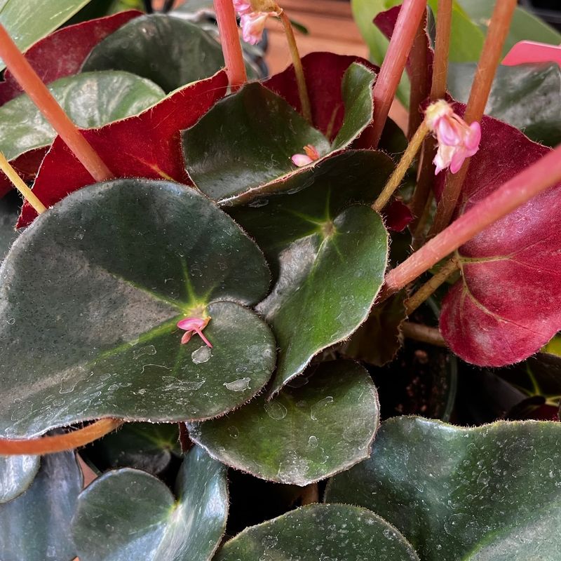 Beefsteak Begonia