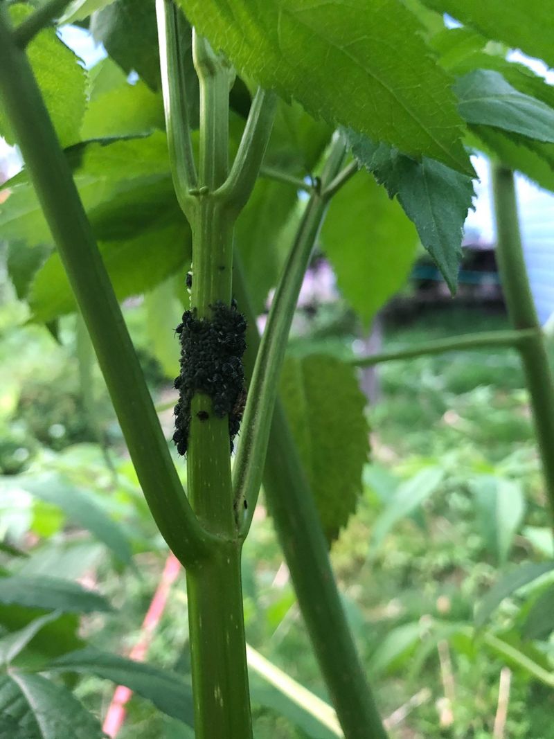Aphid Colonies Taking Over