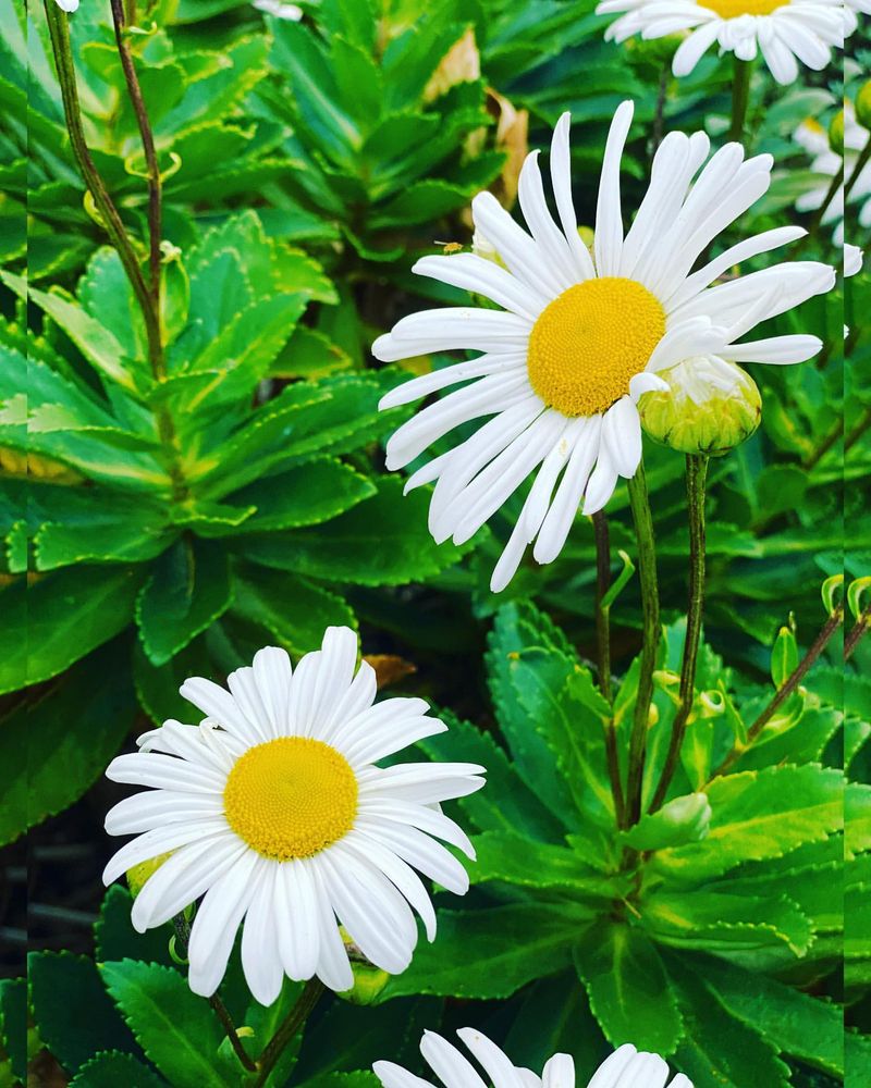 Montauk Daisy