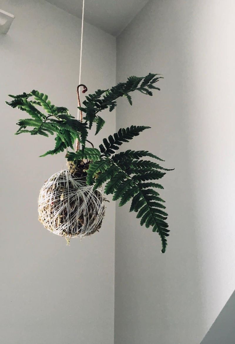 Hanging Kokedama String Garden