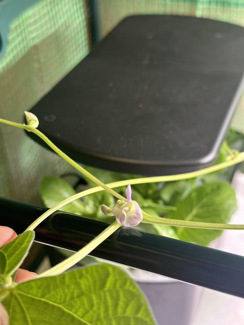 Implement Hand Pollination