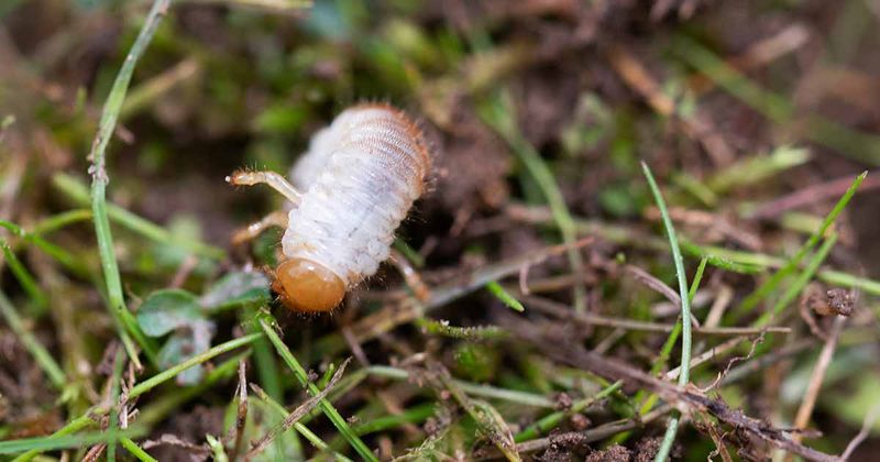 Creates Natural Grub Resistance