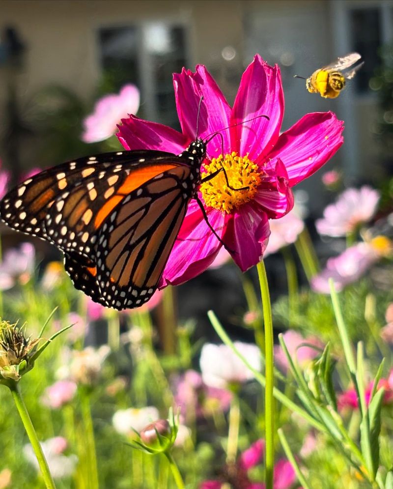 Cosmos