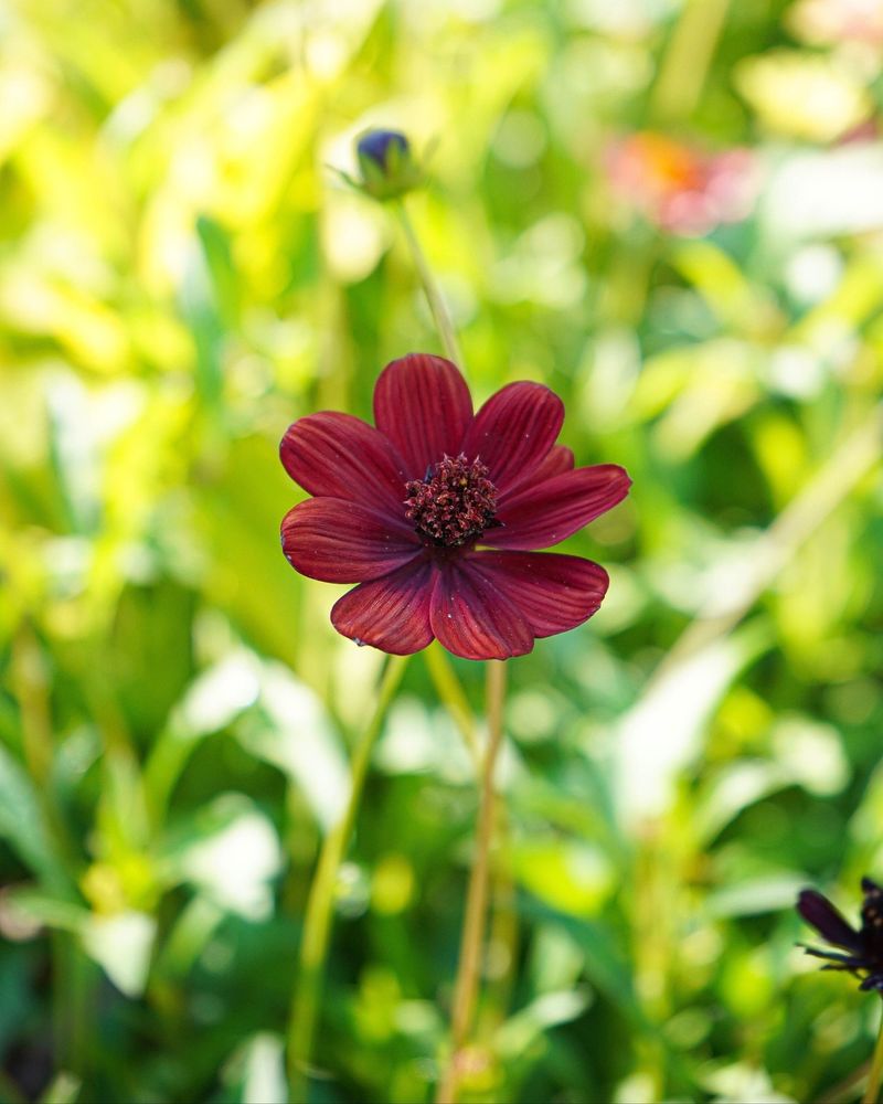Cosmos: Delicate Pest Fighters