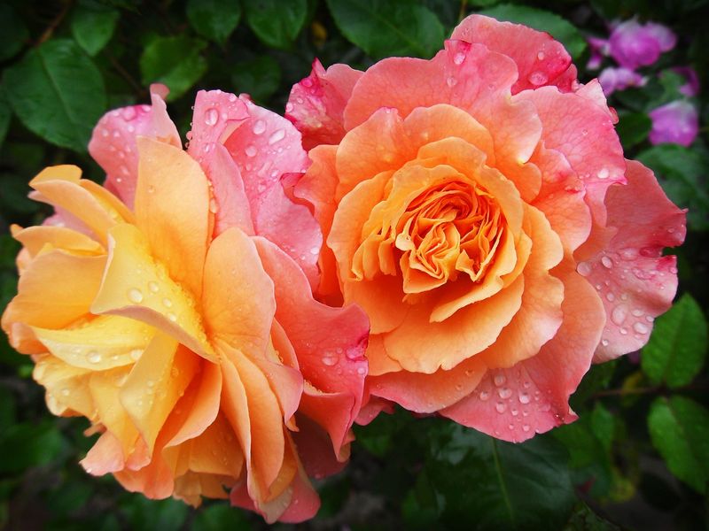 Double Hybrid Roses