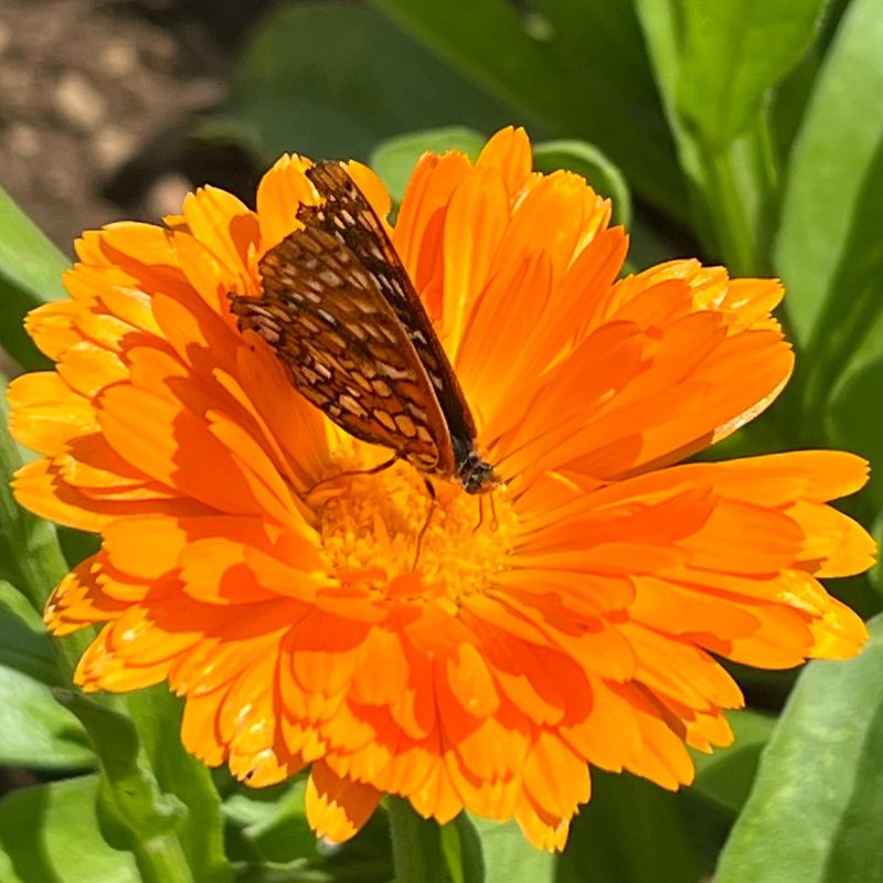 Calendula: Medicinal Marigolds With Ancient Roots