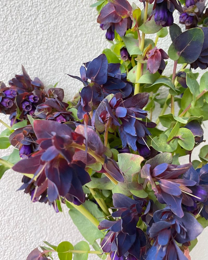Cerinthe (Honeywort)