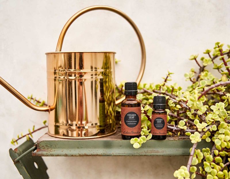 Cedar Oil Treatment