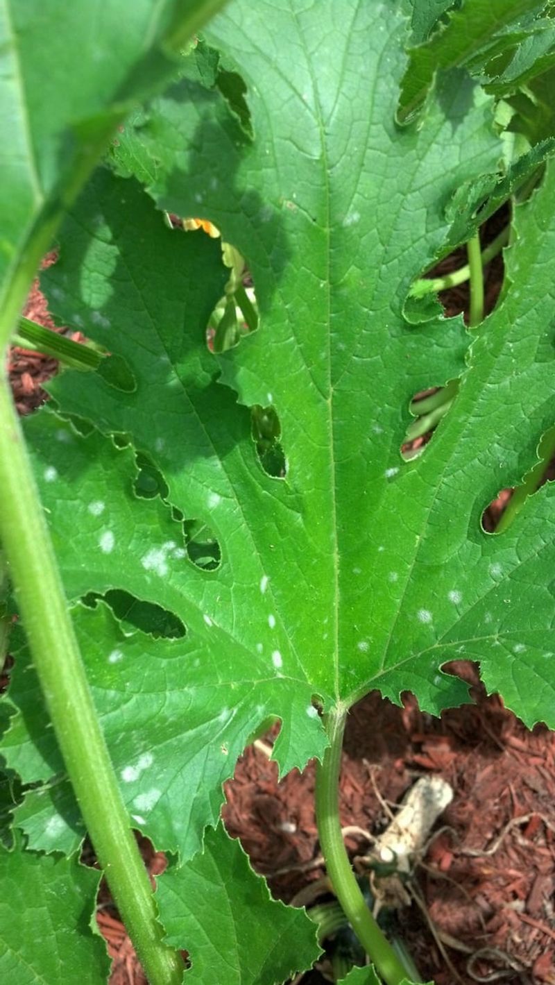 Bacterial Leaf Spot Outbreak