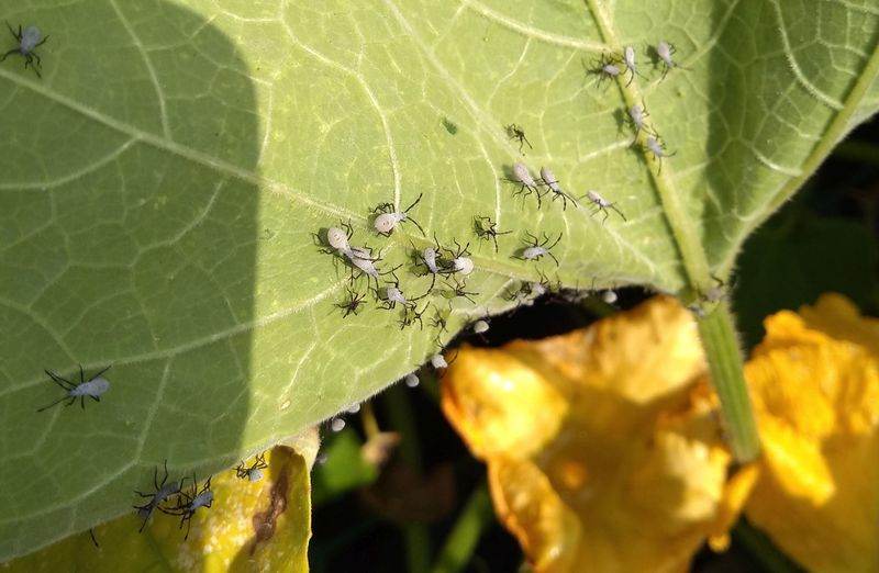 Bacterial Wilt Disease