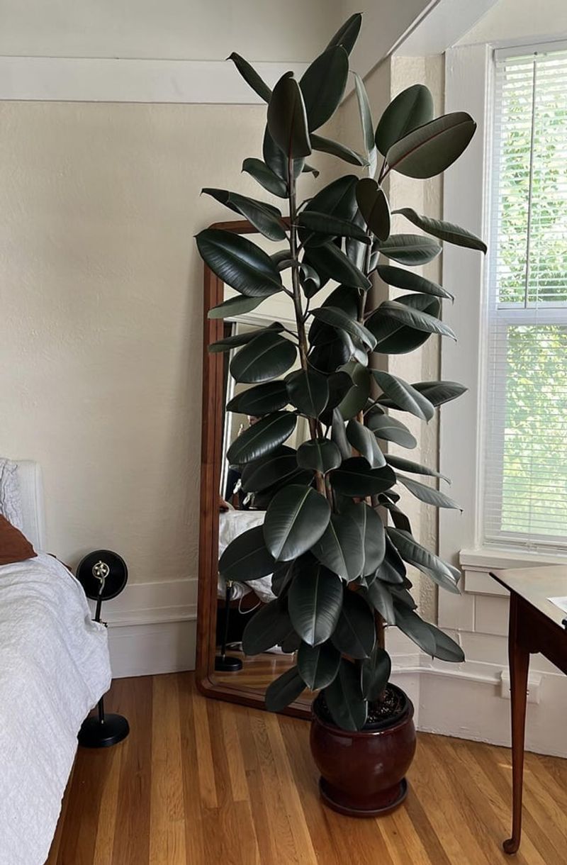 Rubber Plant