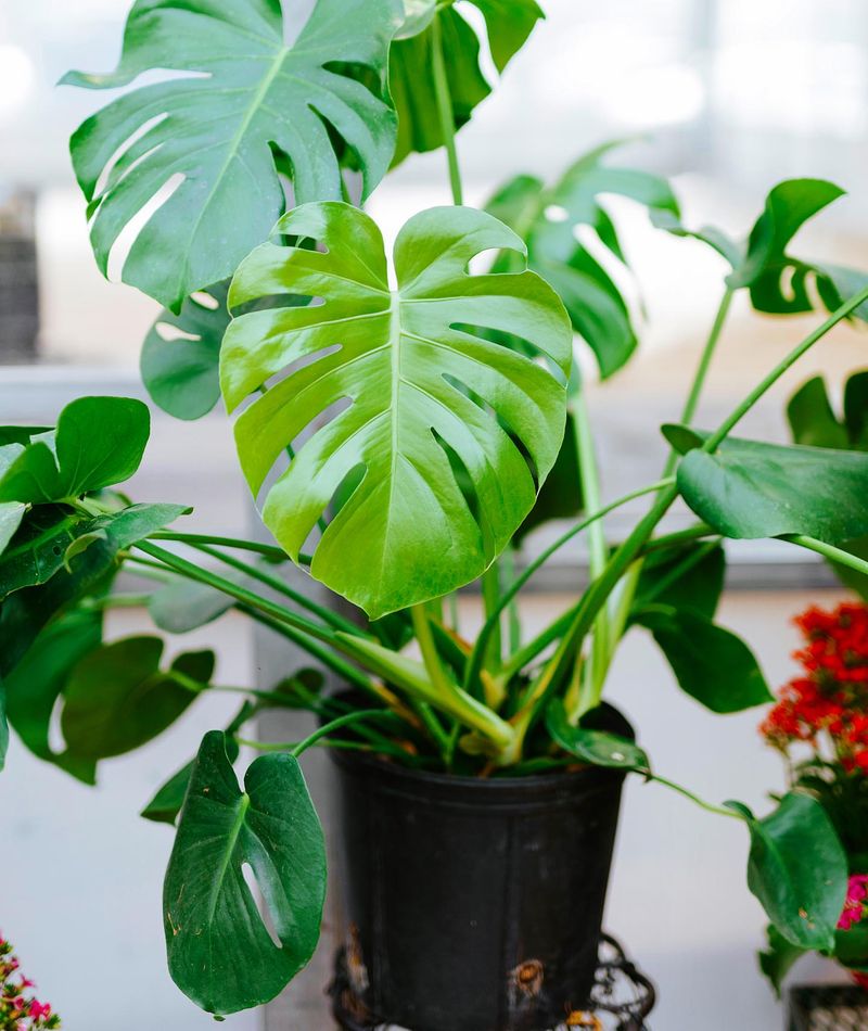 Monstera