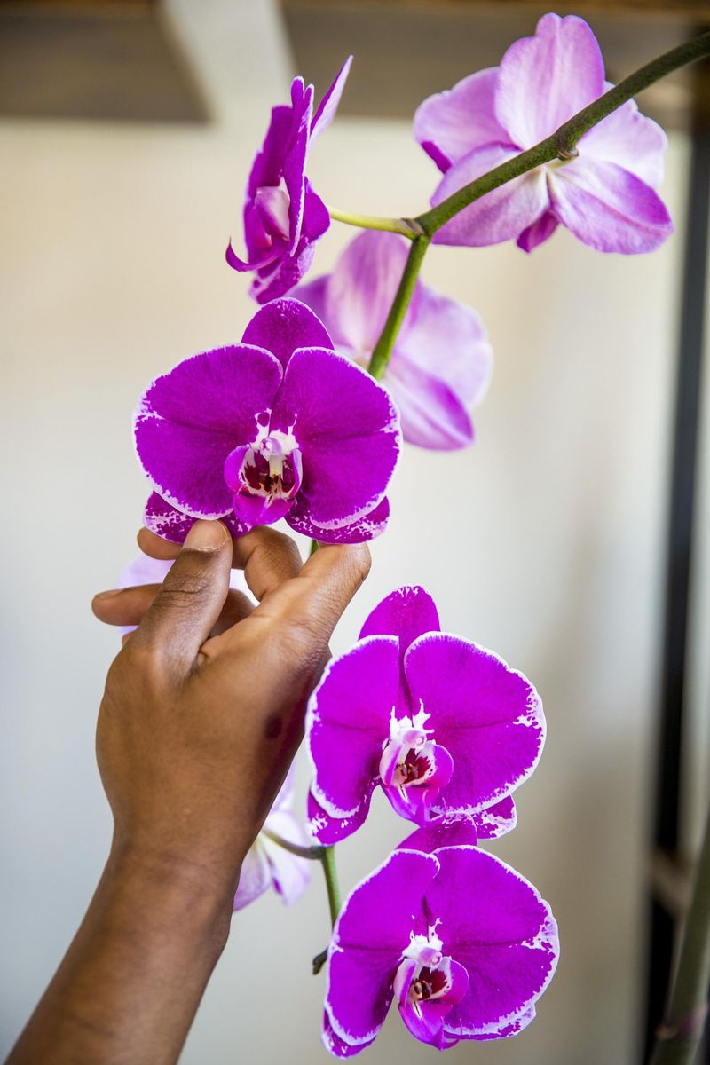 Orchid