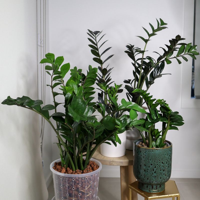 ZZ Plant Zorrows