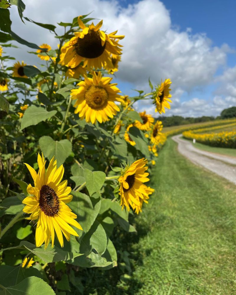 Sunflowers – Towering Beauties