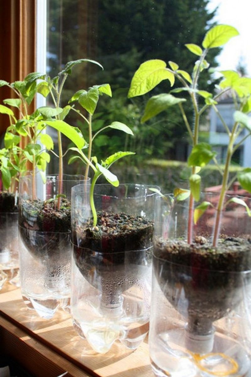 Self-Watering Seedling Nursery