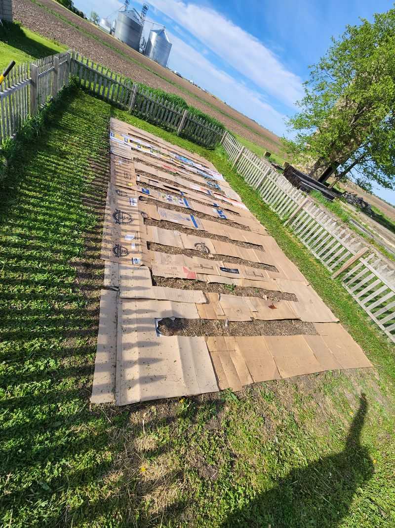 Newspaper Weed Suppression