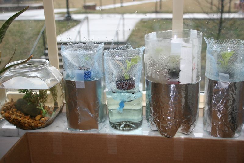 Bottle Mini Hydroponic System