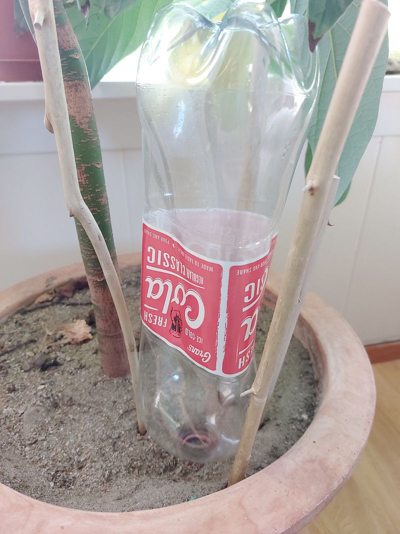 Wicking Bottle Plant Incubator