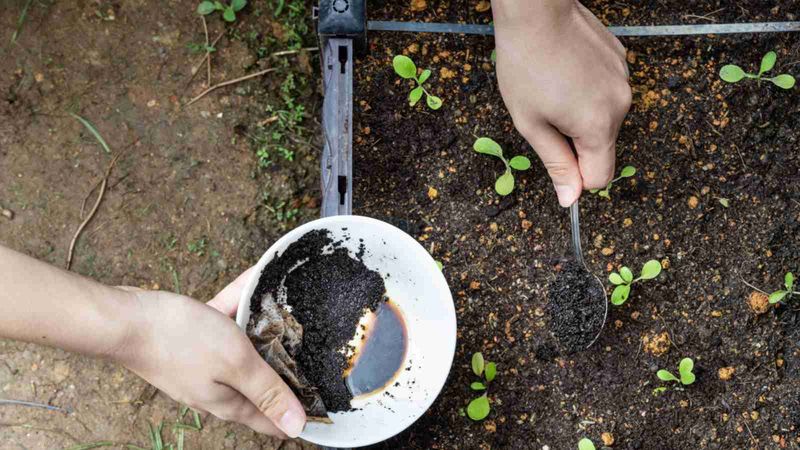 Coffee Ground Fertilizer