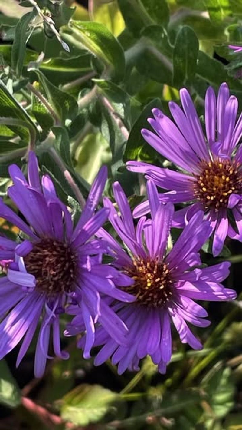 New England Aster