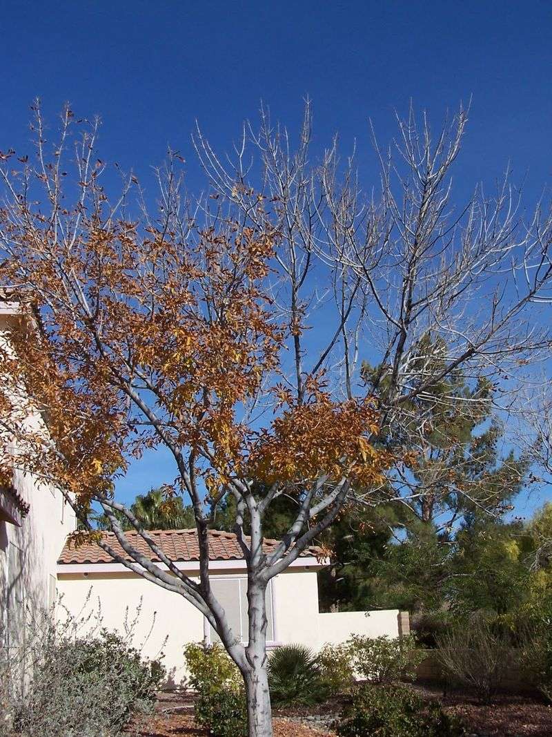 Ash Trees
