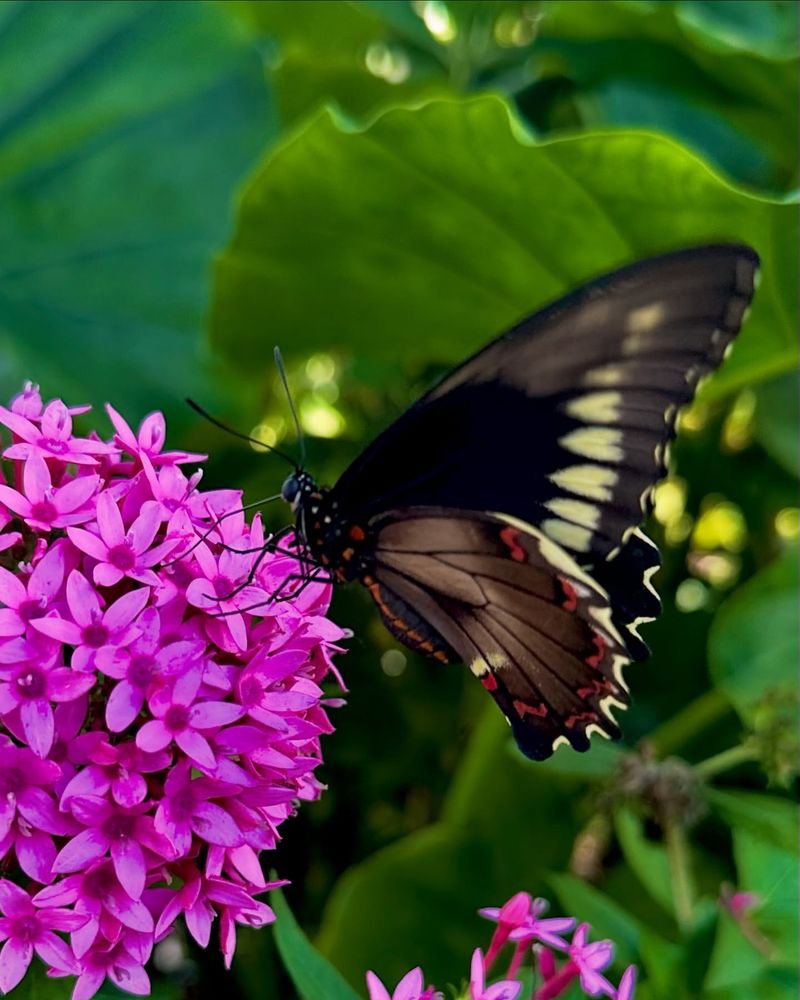 Pentas