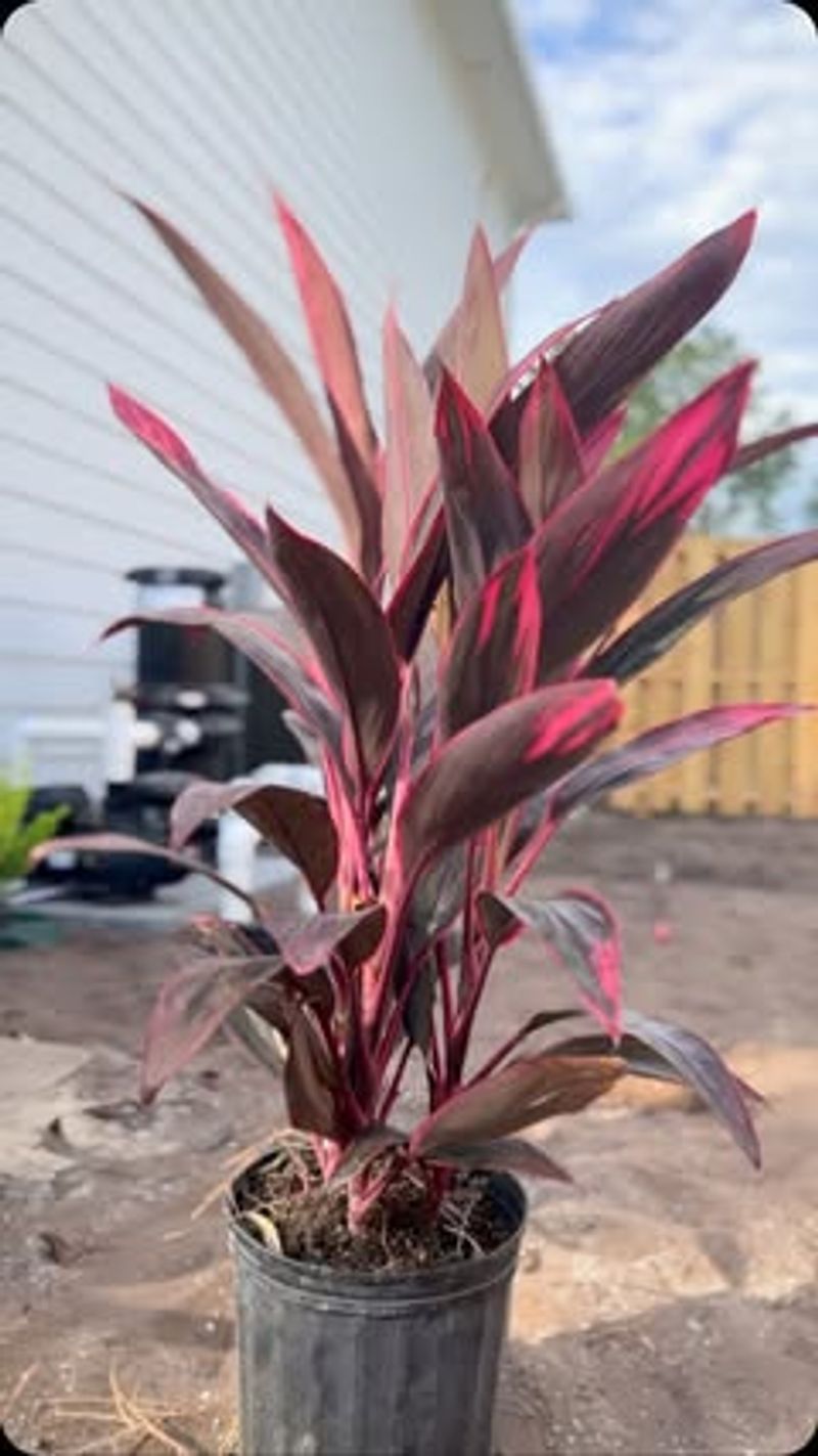 Ti Plant