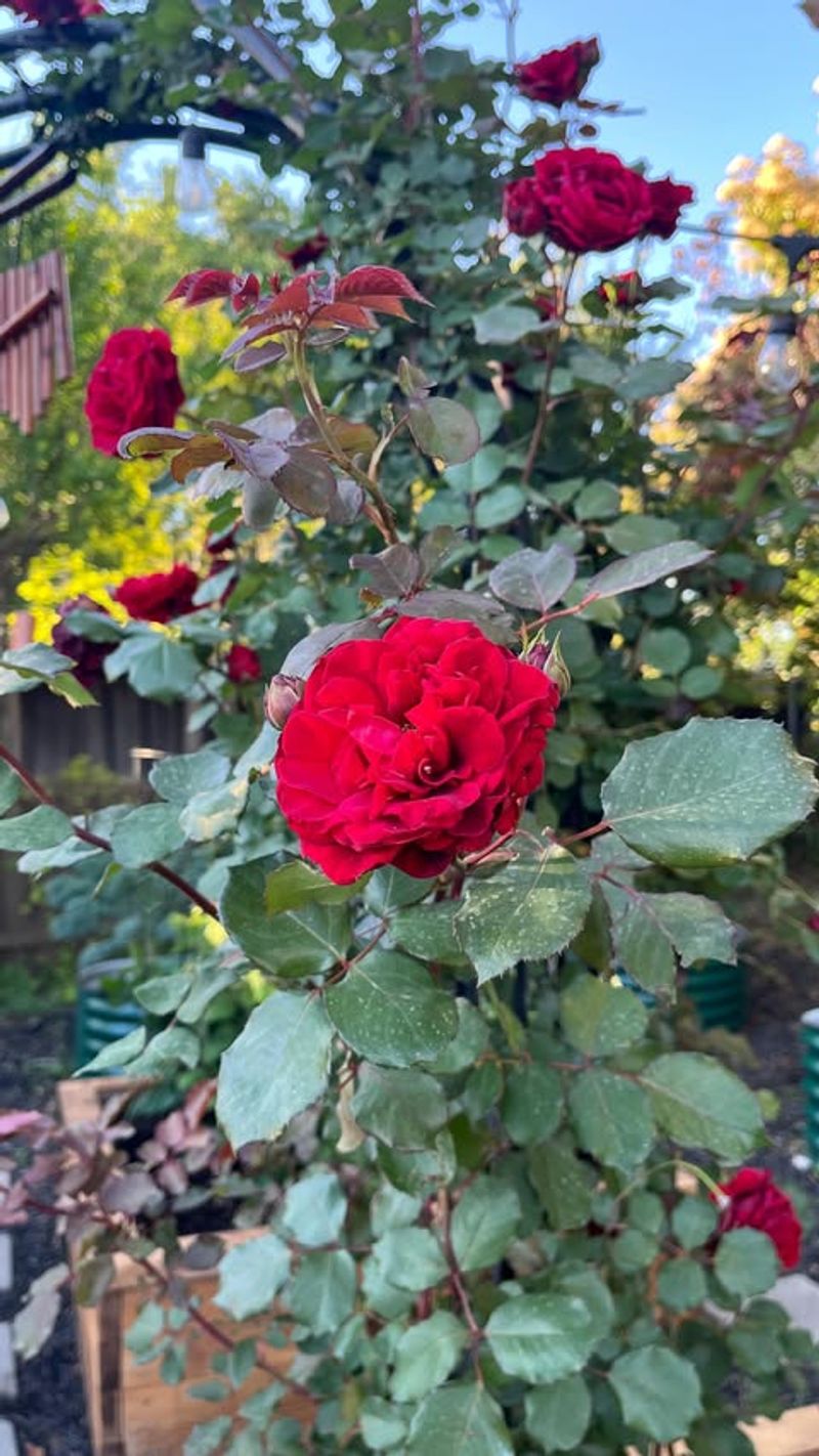 Climbing Roses