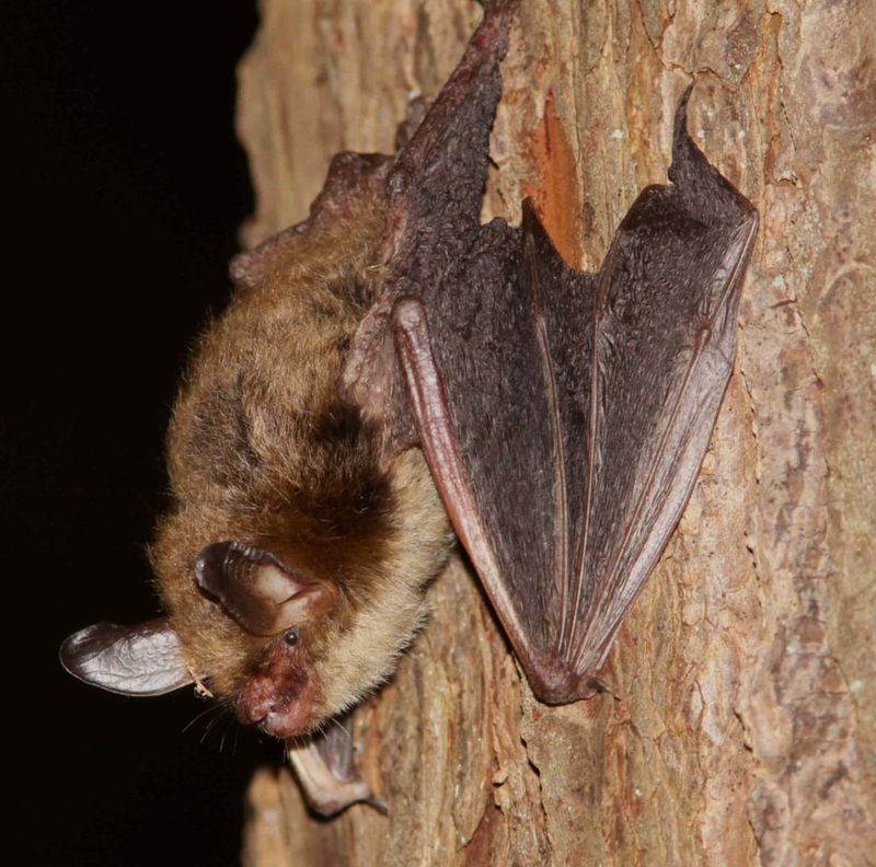 Bats
