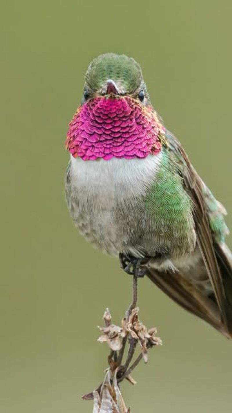 Hummingbirds