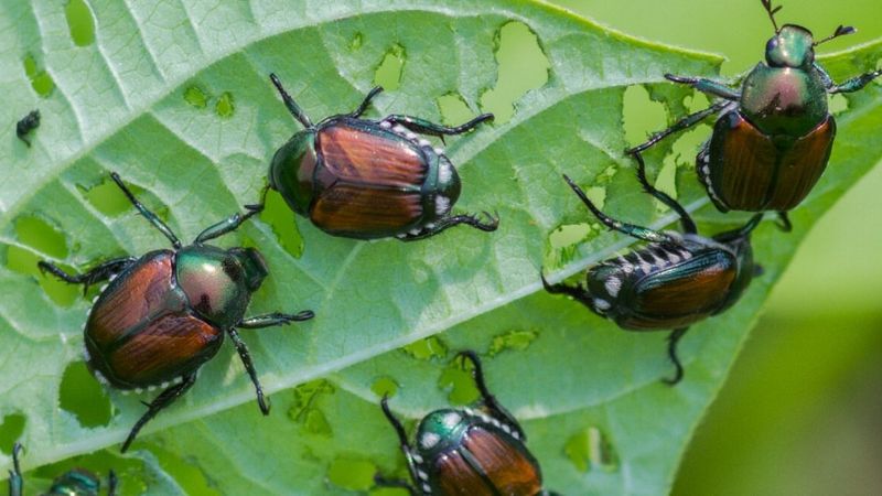 Japanese Beetles