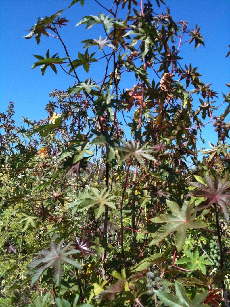 Castor Bean