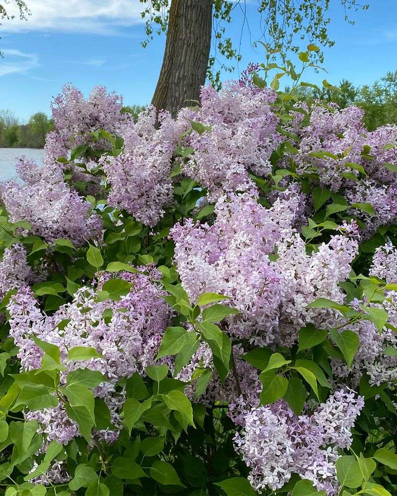 Lilacs Require Immediate Post-Bloom Pruning