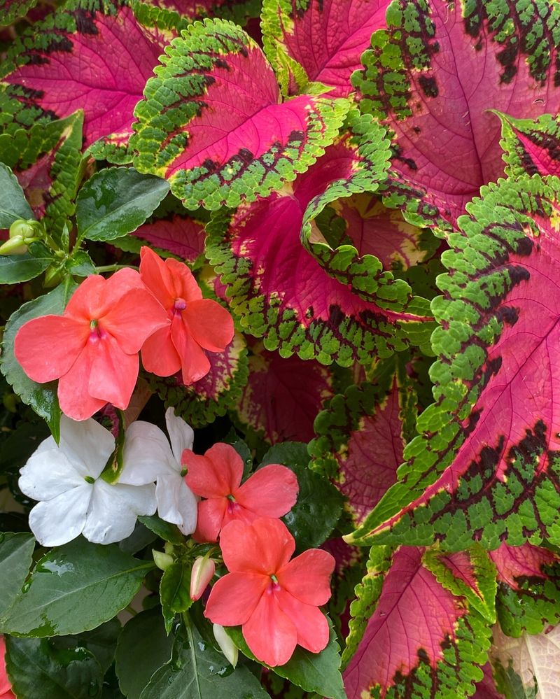 Coleus with New Guinea Impatiens
