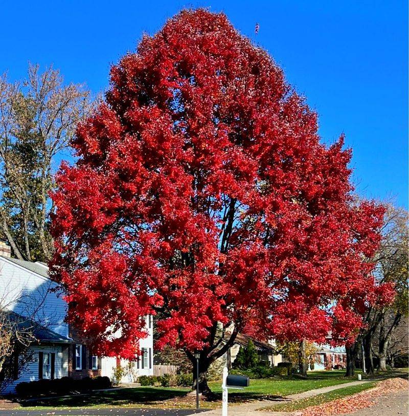 Red Maple