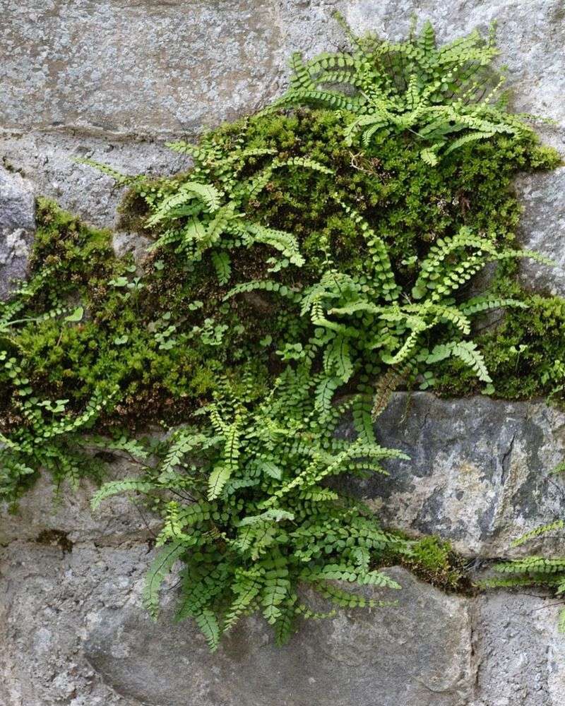 Maidenhair Spleenwort