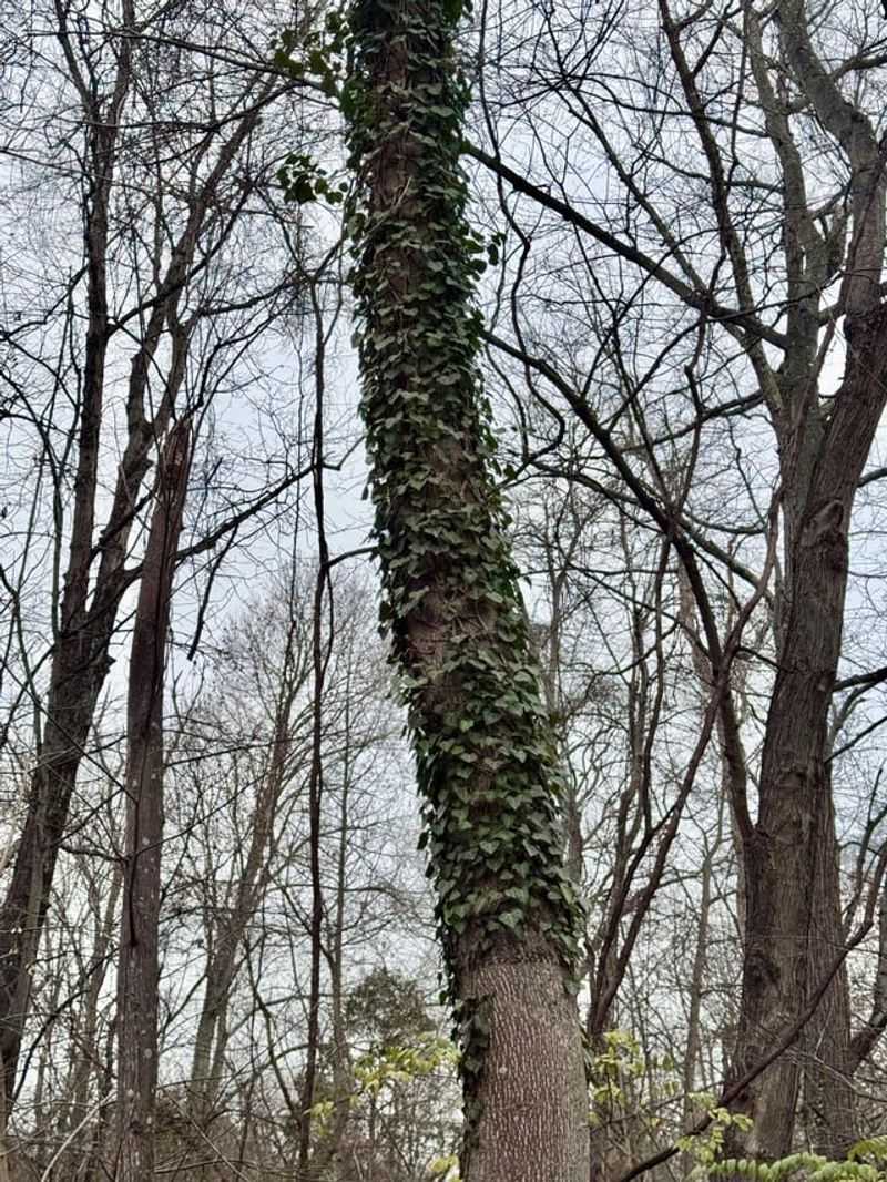 English Ivy