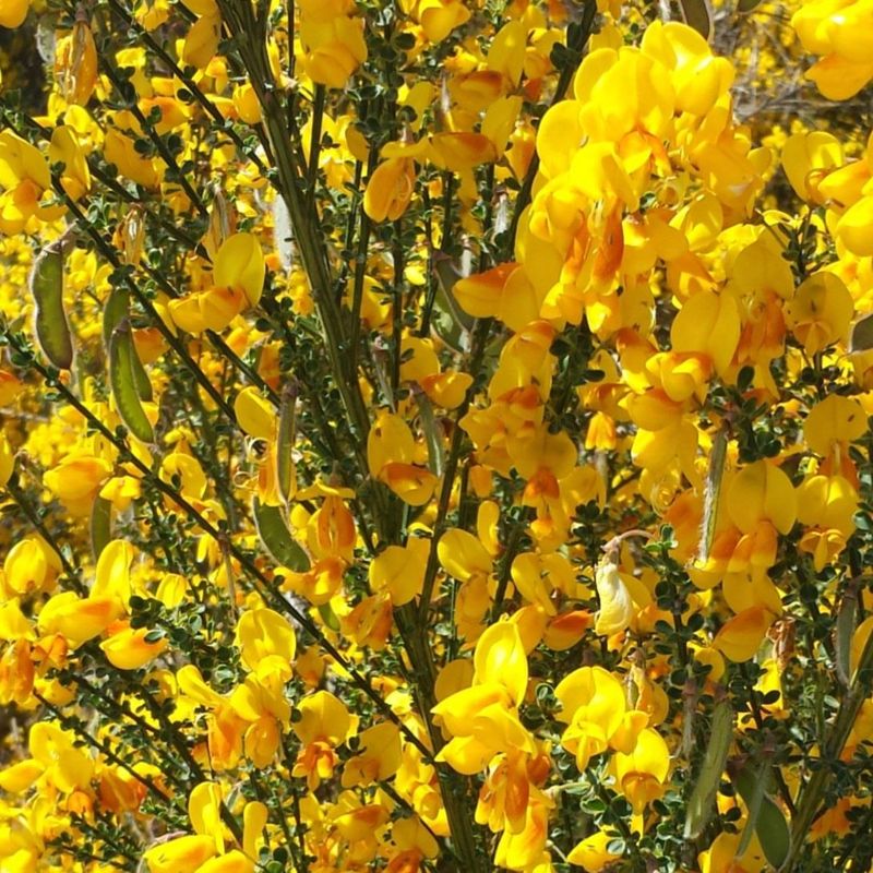 Scotch Broom (Cytisus scoparius)