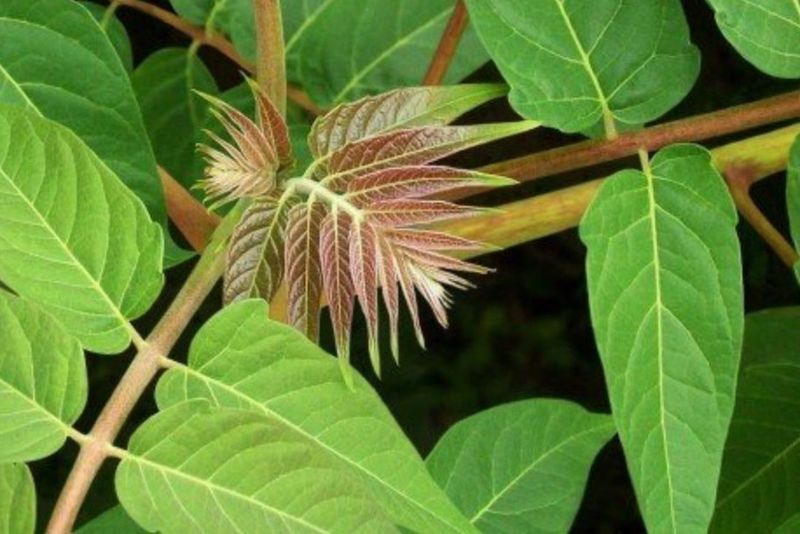Tree of Heaven