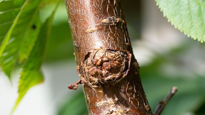 Bark Cracking Or Trunk Constriction