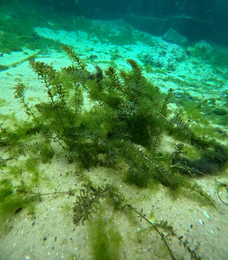 Hydrilla