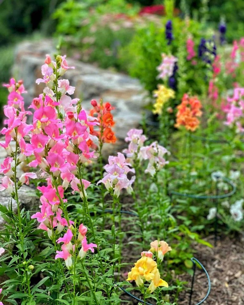 Snapdragon